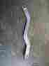 000000 1965-66 Chevrolet Impala Gas Pedal Accelerator Level At Firewall Oem Original
