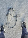 Dodge Charger Rear Bumper Wire & Prk Sensor. Fixed Price $99.00.