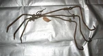 Nos 1949 Ford Passenger Car Throttle Linkage Bellcrank 8HA-9725-A Lot Of 3. Fixed Price $125.00.