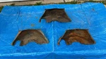 3 Chevrolet Powerglide Automatic Transmission Flexplate Inspection Dust Covers. Fixed Price $124.95.